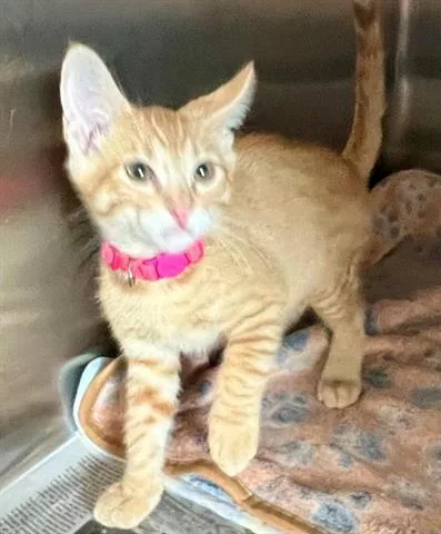 A baby small-sized male Domestic Short Hair cat named Donald for adoption in Houston, TX