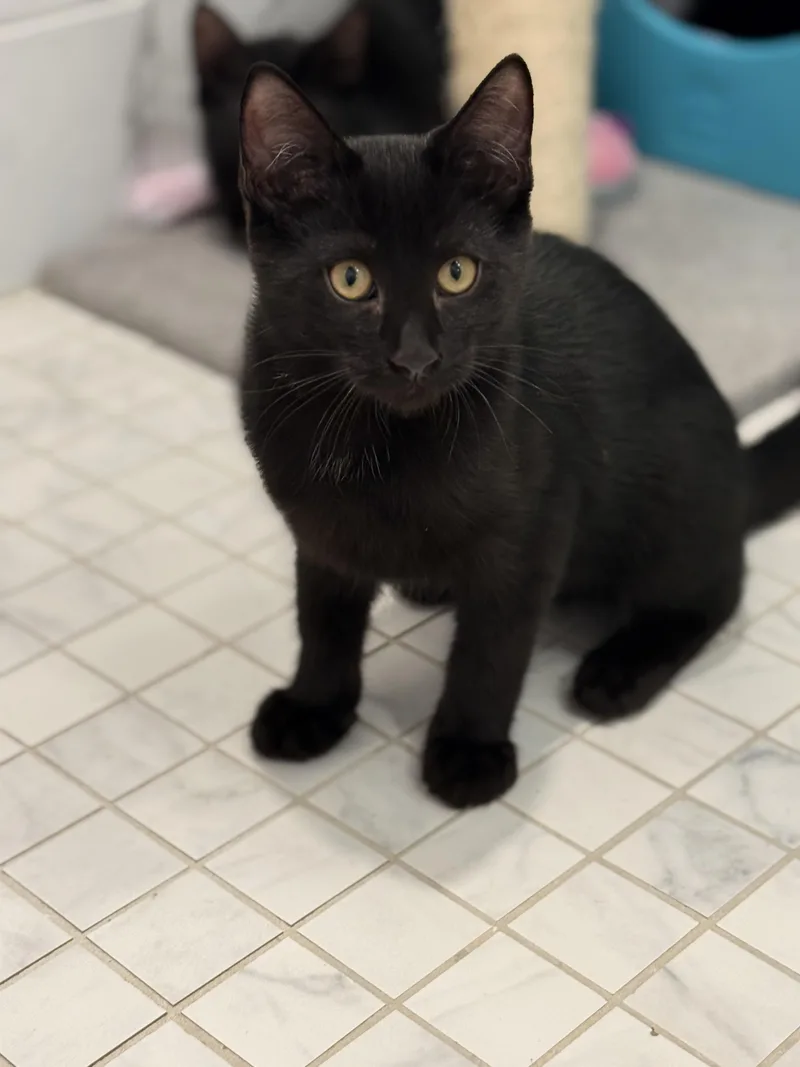 A baby medium-sized male Black Domestic Short Hair cat named Marvin for adoption in New York, NY