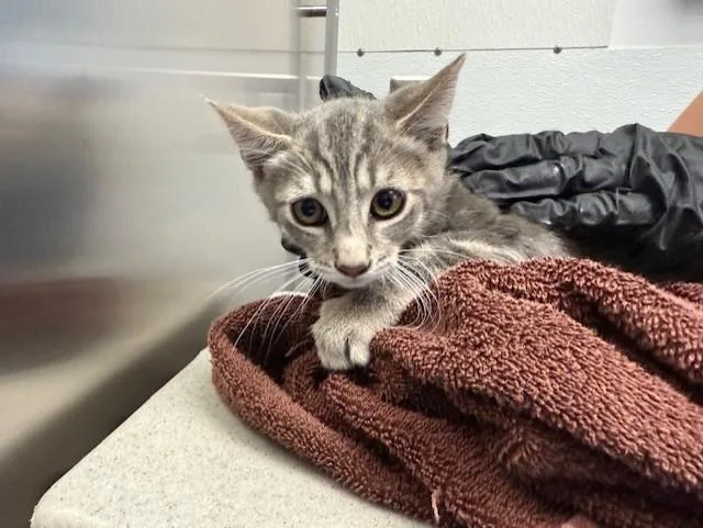 A baby small-sized male Domestic Short Hair cat named Paul for adoption in Antioch, CA