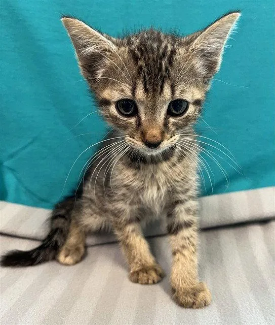 A baby small-sized male Brown / Chocolate Domestic Short Hair cat named Current for adoption in Tavares, FL