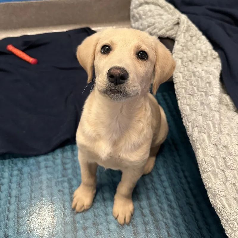A baby medium-sized female Yellow / Tan / Blond / Fawn Mixed Breed dog named Ricotta for adoption in Playa Vista, CA