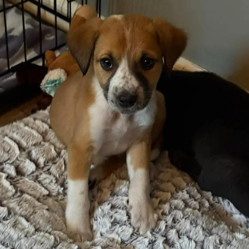A baby medium-sized male Yellow / Tan / Blond / Fawn Australian Cattle Dog / Blue Heeler dog named Forest for adoption in Phoenix, MD