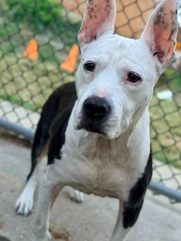 A senior medium-sized female Black Pit Bull Terrier dog named Queenie for adoption in Chicago, IL