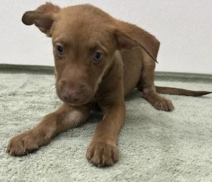 A young large-sized female Shepherd dog named Lark for adoption in Phoenix, AZ