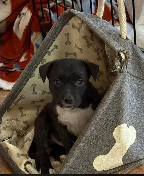 A baby medium-sized female Black Mixed Breed dog named Lilah for adoption in Eutawville, SC
