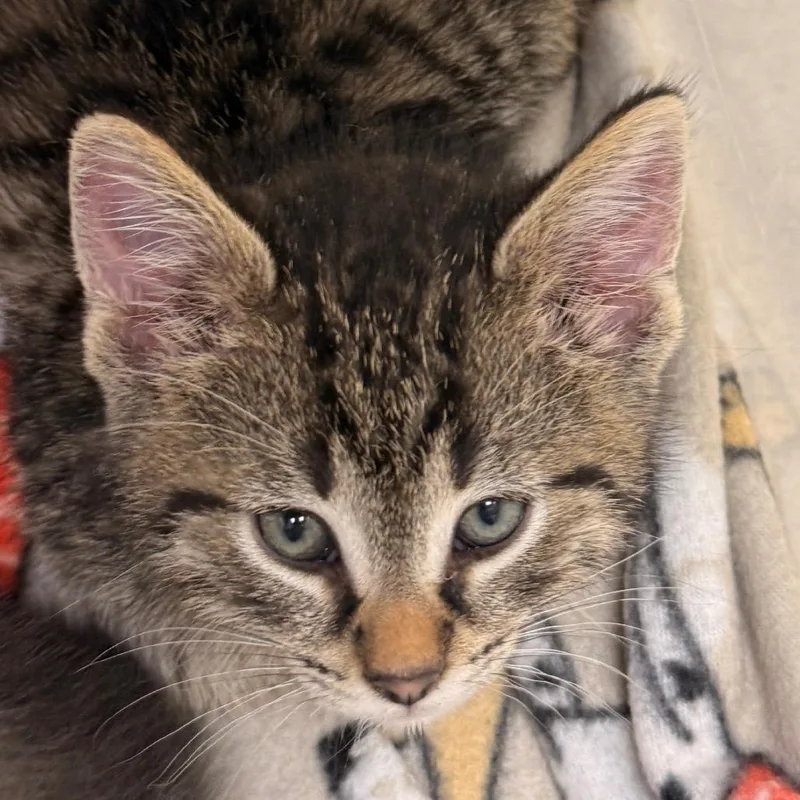 A baby small-sized male Brown / Chocolate Domestic Short Hair cat named Cameron for adoption in Evansville, IN