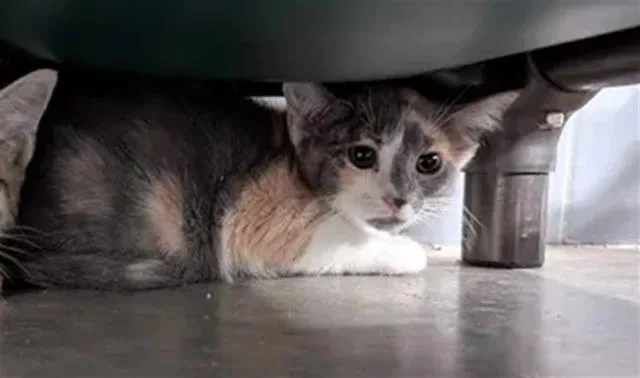 A baby small-sized female Domestic Medium Hair cat named Calypso for adoption in Brunswick, GA