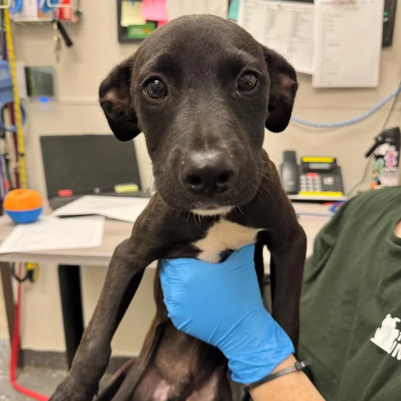 A baby medium-sized male Black Mixed Breed dog named Carlton for adoption in Columbiana, AL