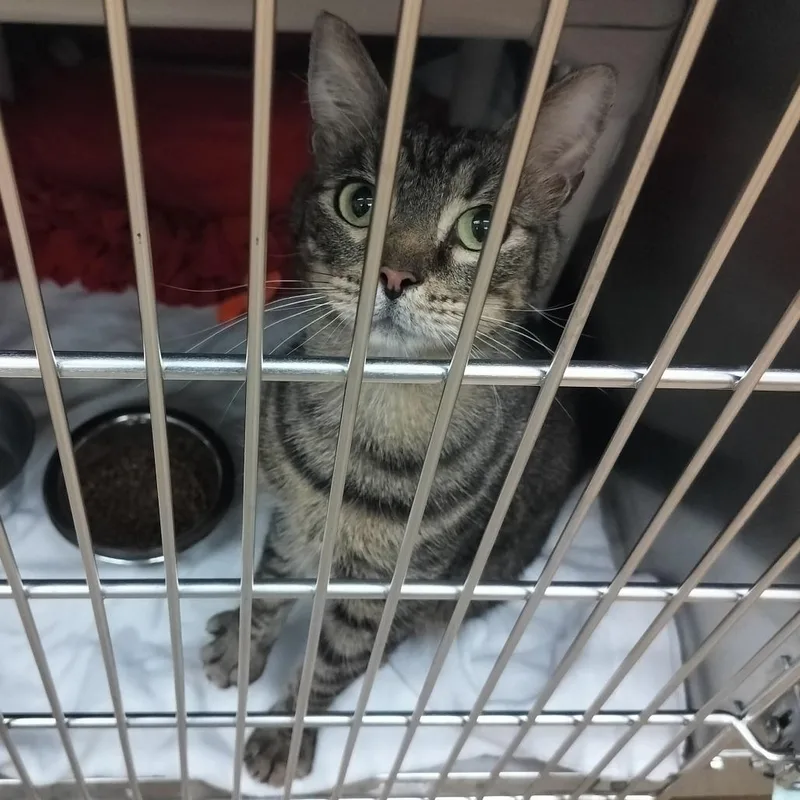 An adult medium-sized male Brown / Chocolate Domestic Short Hair cat named Teddy for adoption in Naples, FL