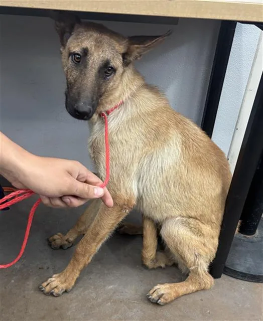 A young large-sized male Mixed Breed dog named Jack for adoption in Dallas, TX