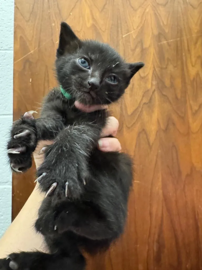 A baby medium-sized male Domestic Short Hair cat named Pickle for adoption in Johnson City, TN