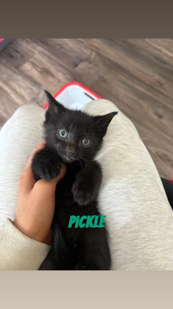 Pickle thumbnail 3