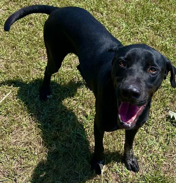 An adult medium-sized male Labrador Retriever dog named Coca Cola for adoption in Appling, GA