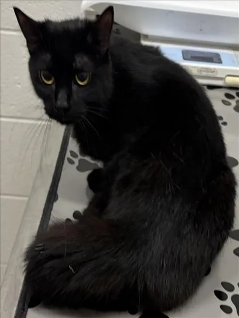 A young medium-sized female Domestic Short Hair cat named Genie for adoption in Derwood, MD