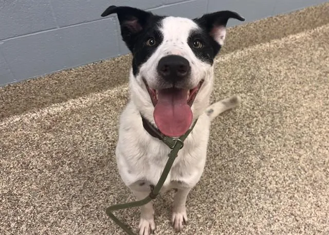 An adult large-sized male Border Collie dog named Maverick for adoption in Colorado Springs, CO