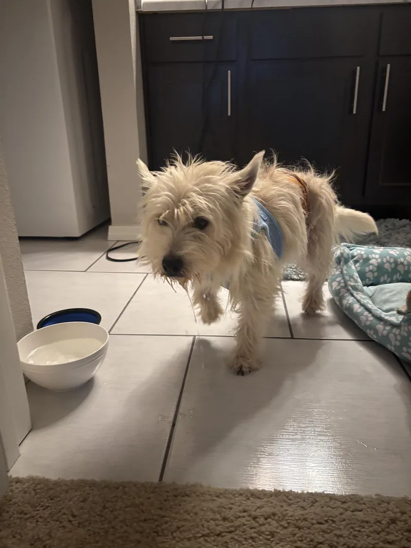 A young small-sized male Yellow / Tan / Blond / Fawn West Highland White Terrier / Westie dog named Bob for adoption in Broken Arrow, OK