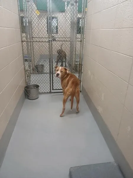 An adult large-sized male Pit Bull Terrier dog named Pen c Georgie Hw+ for adoption in Lawrenceville, GA