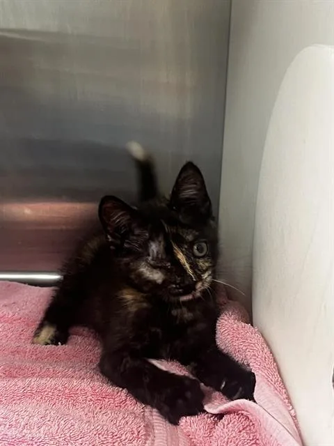 A baby small-sized female Domestic Short Hair cat named Pistachio Waffle Cone for adoption in Tallahassee, FL