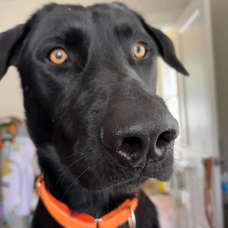 Knox