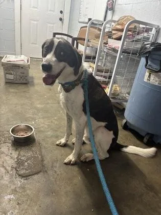 An adult medium-sized male White / Cream Mixed Breed dog named Cash for adoption in Georgetown, SC
