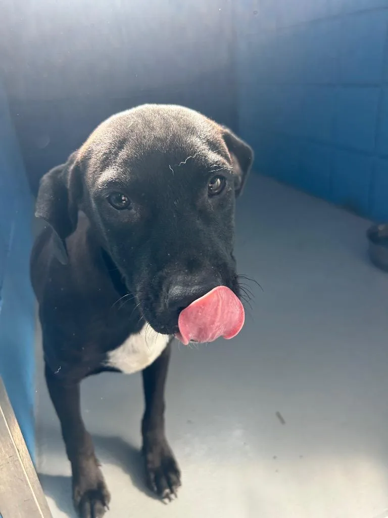 A baby medium-sized male Labrador Retriever dog named Lightning for adoption in Hartsville, SC