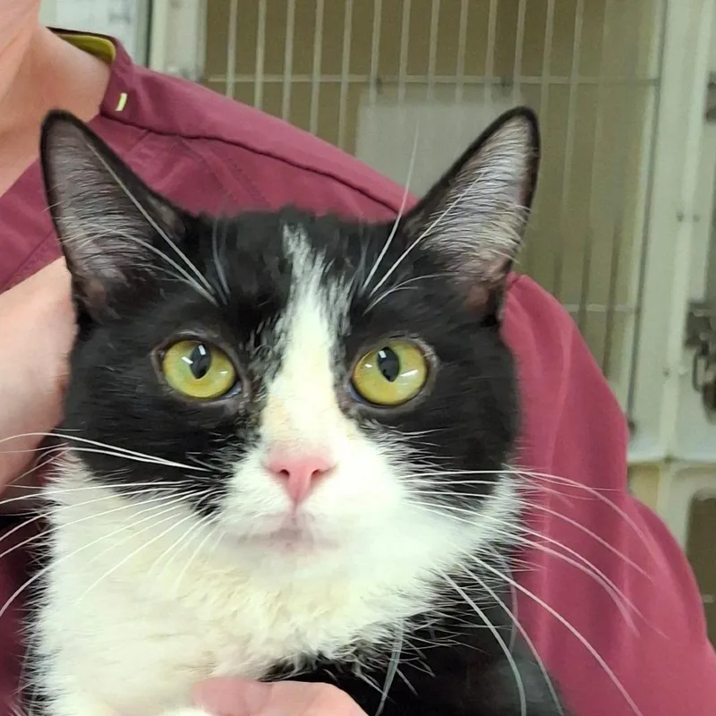 A young medium-sized female Black Domestic Short Hair cat named Mimi for adoption in Zanesville, OH