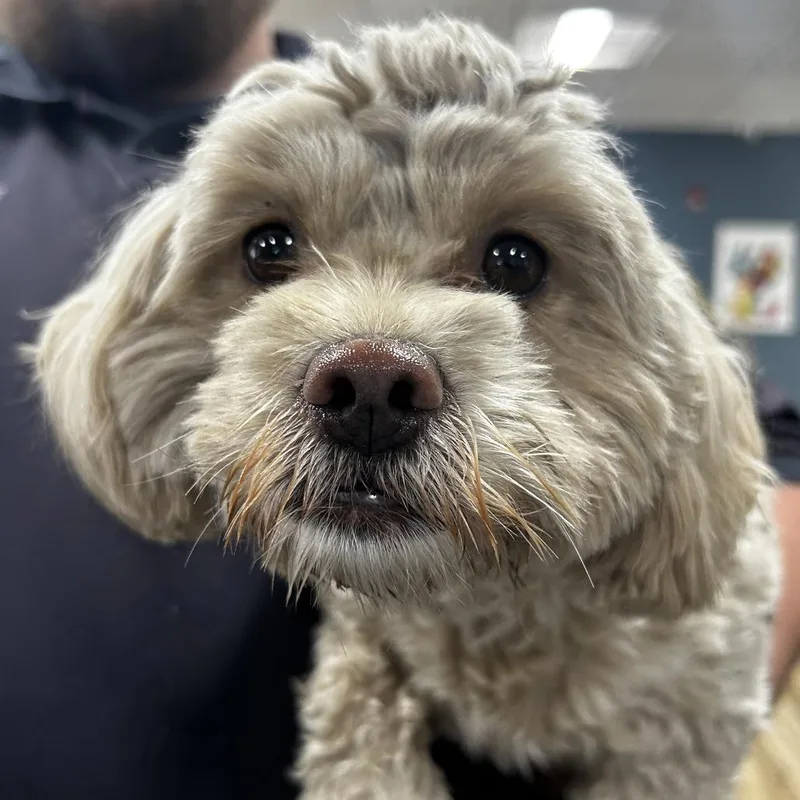 An adult small-sized female Apricot / Beige Miniature Poodle dog named Rosy for adoption in Newark, NJ