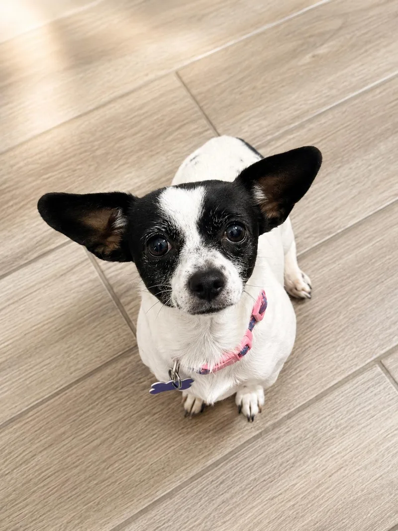 An adult small-sized female Chihuahua dog named Halle for adoption in Las Vegas, NV
