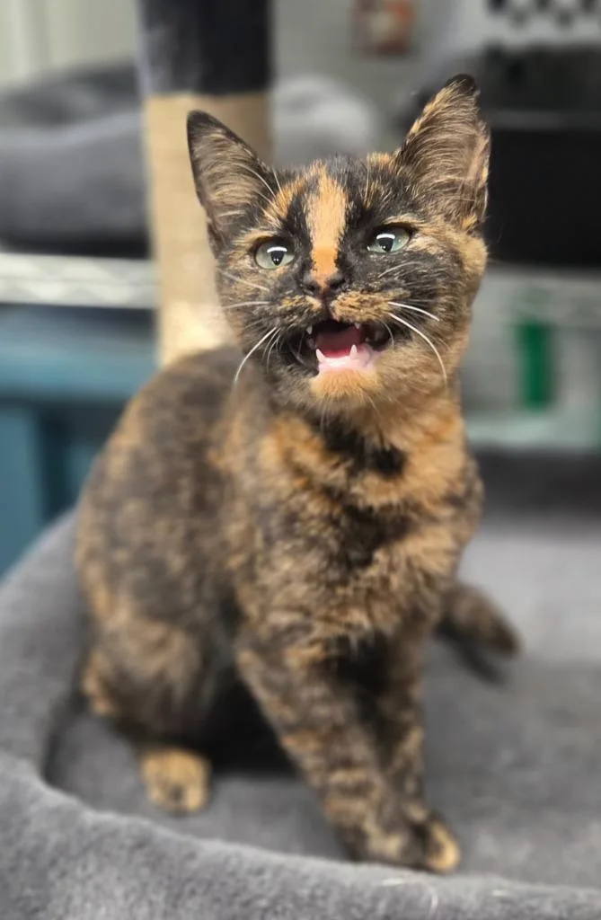 A baby medium-sized female Domestic Short Hair cat named Samantha for adoption in Manchester, TN