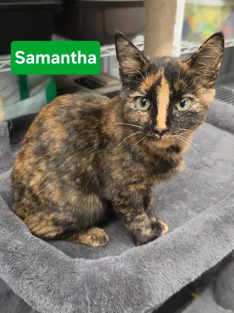 Samantha thumbnail 2