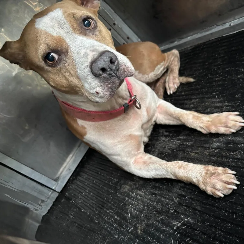 An adult medium-sized female Pit Bull Terrier dog named Charlotte for adoption in St Joseph, MO