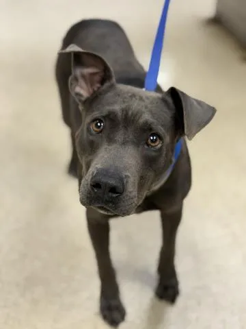 A young medium-sized male Pit Bull Terrier dog named Kitkat for adoption in Riverside, CA