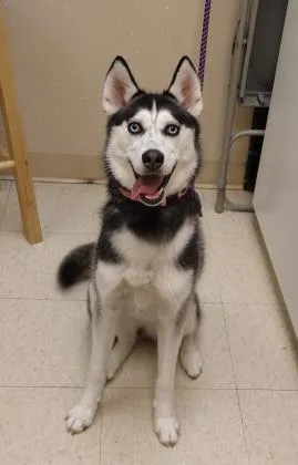 Dakota
