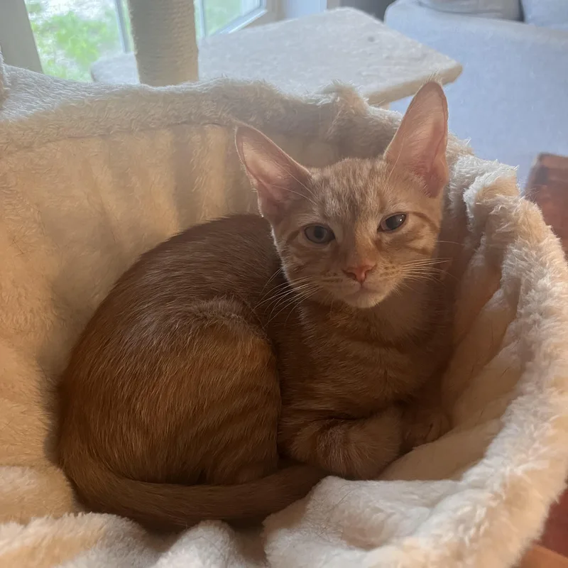 A baby small-sized female Orange / Red Domestic Short Hair cat named Colby for adoption in Lewis Center, OH