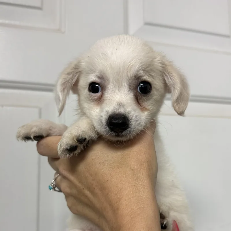 A baby small-sized male Yellow / Tan / Blond / Fawn Chihuahua dog named Passion Pit for adoption in Columbia, SC