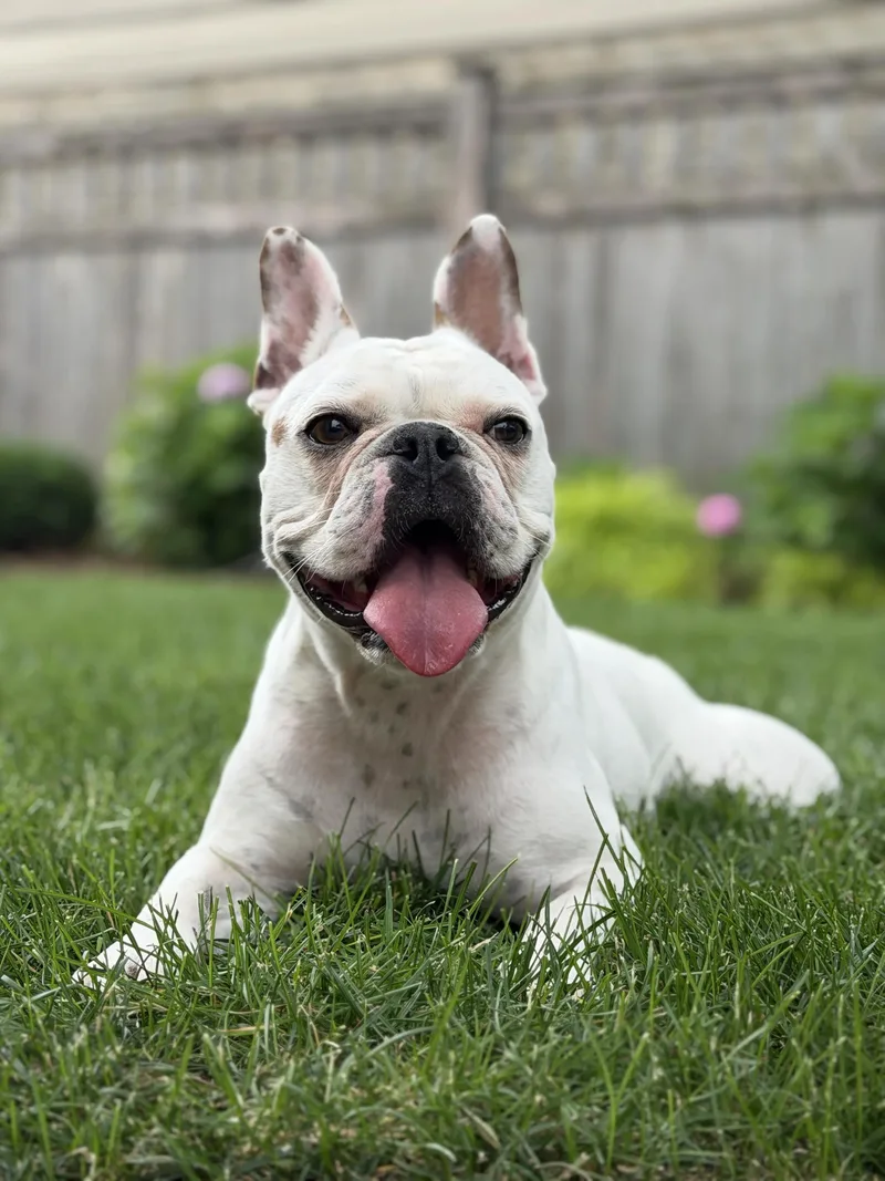 A young small-sized male French Bulldog dog named Indy for adoption in Evanston, IL