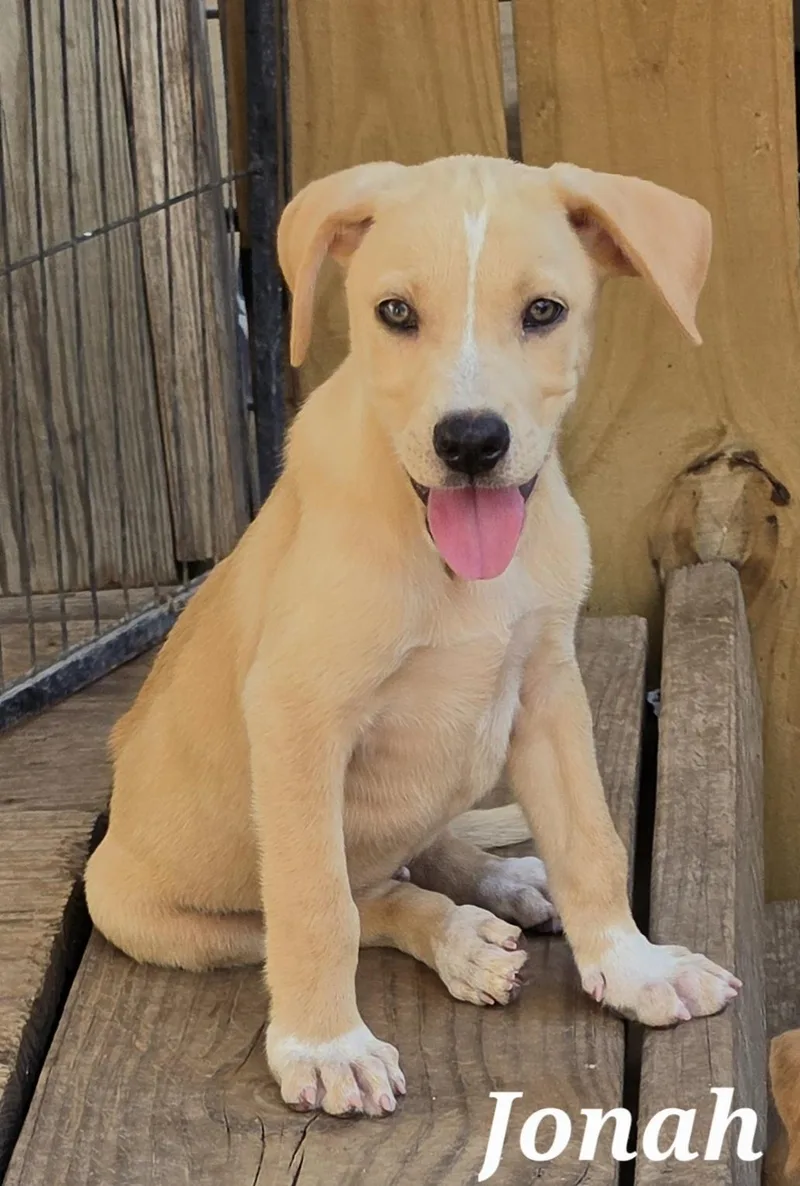 A baby medium-sized male Catahoula Leopard Dog dog named General for adoption in Edinburg, TX