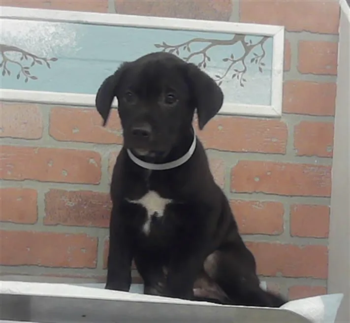 A baby small-sized male Staffordshire Bull Terrier dog named Jordan for adoption in Houston, TX