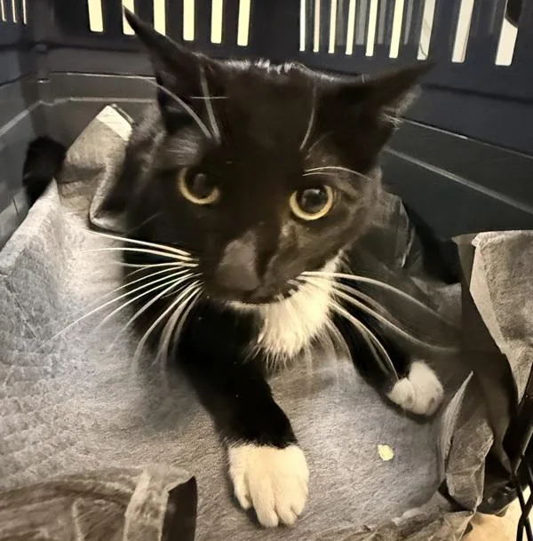 An adult large-sized male Domestic Short Hair cat named Charlie for adoption in Oceanside, CA