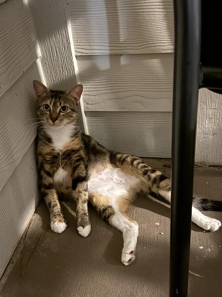 Chiquita thumbnail 2