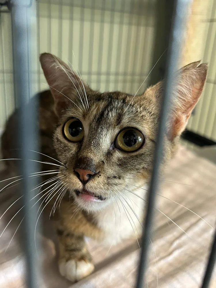 Chiquita thumbnail 3