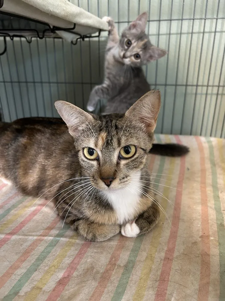 Chiquita thumbnail 4