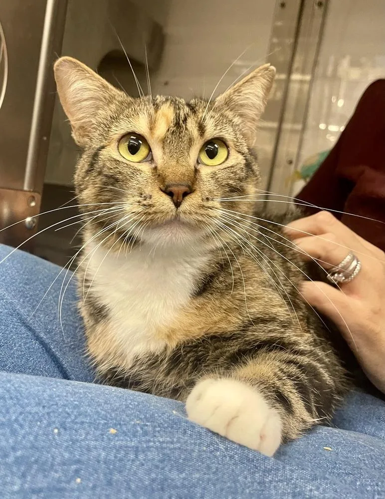 Chiquita thumbnail 5