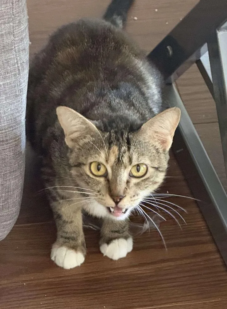 Chiquita thumbnail 6