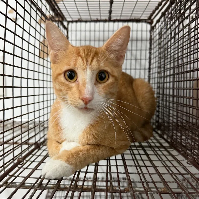 An adult medium-sized female Domestic Short Hair cat named Dot for adoption in Edinburg, TX