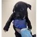 A baby medium-sized female Black Labrador Retriever dog named Athens for adoption in Tampa, FL