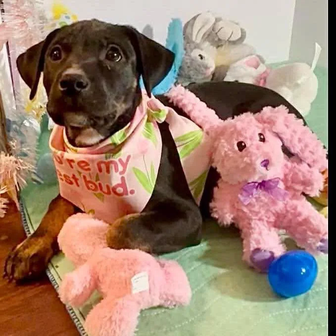 A baby large-sized female Labrador Retriever dog named Olivia for adoption in Grand Bay, AL