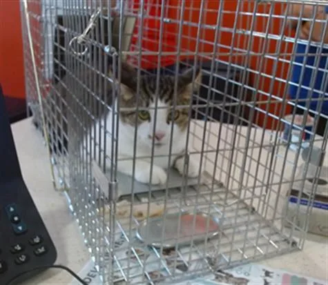 A young medium-sized male Domestic Short Hair cat named Spongebob for adoption in Louisville, KY