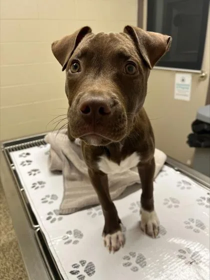 A baby small-sized male Pit Bull Terrier dog named Mikey for adoption in Westland, MI