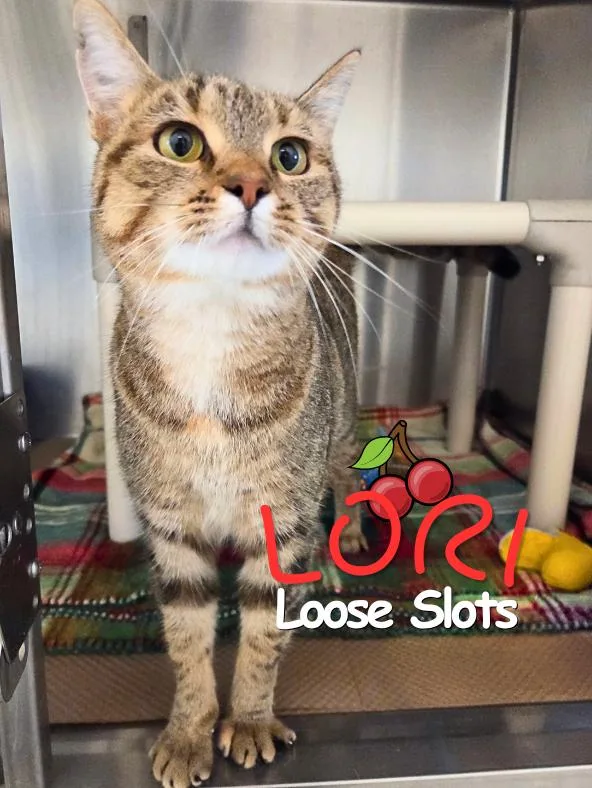 A young medium-sized female Domestic Short Hair cat named Lori Loose Slots for adoption in Nevada, IA